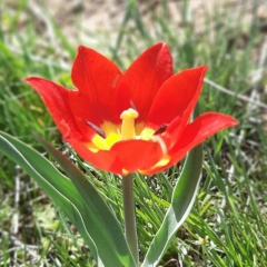 Елена Романская, Элиста