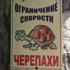Юлия Виш, Санкт-Петербург
