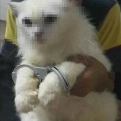 卄凵长凵丅卂 乃口尸口卄凵卄, Москва
