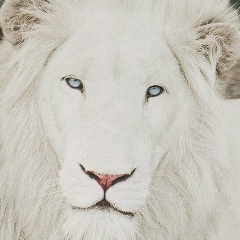 Тима Тима, 10.05.1986