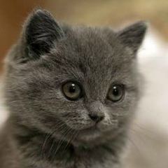 Котёночек Шашкина