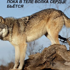 Алихан Селимханов