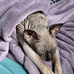 Алёна Рав, 21.02.1984, Новосибирск