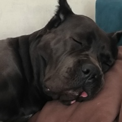 Евгений Харитонов, Шебекино