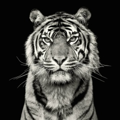 Торехан Айдарбеков, 27.02, Тараз