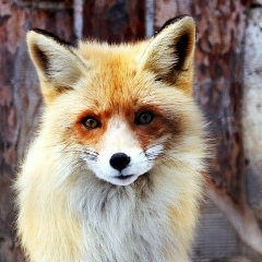 Нина Штефанко, 26.10.1989, Кишинев