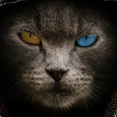 Андрей Роговченко, 28.06.1988, Санкт-Петербург