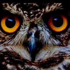 Антон Скворцов, Санкт-Петербург