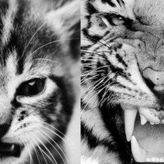 Эмиль Эмиль, 31.10.1986, Владимир