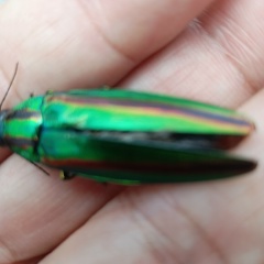 Akira Aimi, 21.03.1956, Chiba