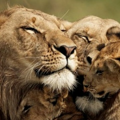 Алексей Качан, 23.12, Киев