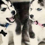 Шоира Мирзоева, 28.01.1995, Ташкент