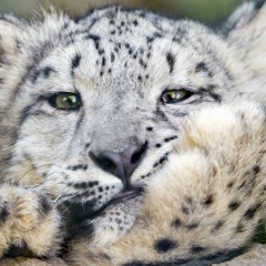 Ирина Мельник, Красноярск