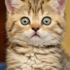 Стас Мосорук, 22.12, Владимир-Волынский