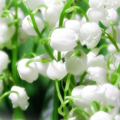 Ксения Ландышева, 16.12, Новосибирск