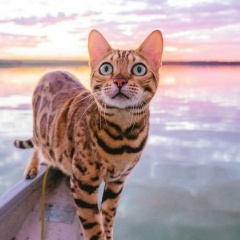 Ольга Шабалина, Houston