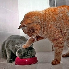 Ахмед Алиев, 22.12, Москва