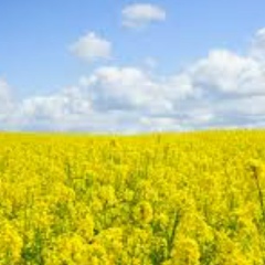 Ira Nazarevych, 19.06, Львов