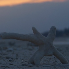 Антон Антонов, 17.12