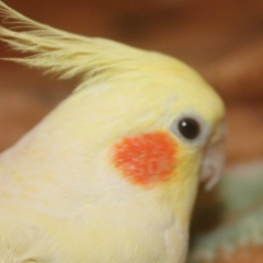 Николай Пятенко, 10.07, Чехов