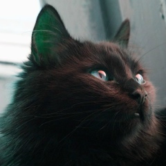 Поедатель Шоколада, 08.07.1975