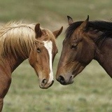 Babken Eroyan, 03.01.1986, Ереван