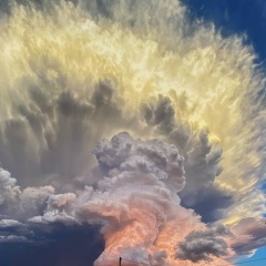 Принц Тасмании, 27.11, Tela