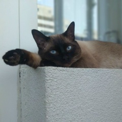 Тарас Молчанов, 06.12.1985, Мариуполь