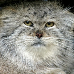 Алексей Садовников, 14.04.1976, Киев