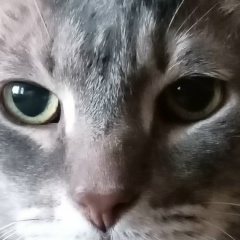 Алексей Андреев, Санкт-Петербург