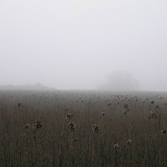 Євген Лаппа, Донецк