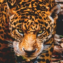 Dimiter Novik, 01.01, Волгоград