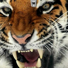 Сулим Макаев