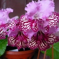 Татьяна Каменева, 22.05.1962, Белгород