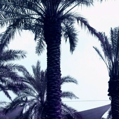 Adi Mamataev, 04.08.1994, Бишкек