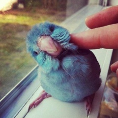 Птенчик Чикчирик, Москва