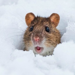 Таня Ходжаева, 26.09.1991, Брест