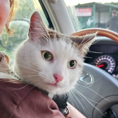 Мария Шикова, Москва