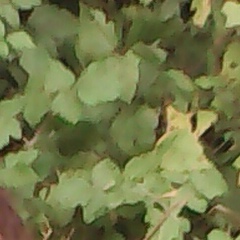 Танічка Кушнірюк, 27.01, Черновцы