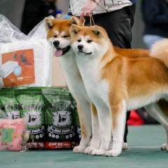 Владимир Парфёнов, 21.03.1993, Воронеж