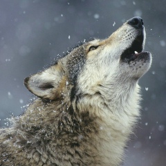 Шамиль Басаев, 04.05.1996