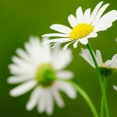 Роман Подолян, 29.06, Киев