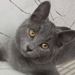 Ольга Сёмина, 01.08.1983