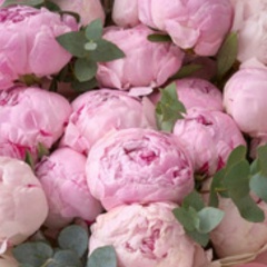 Милана Милова, 12.08, Москва