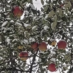 Анна Сергеева, 04.11.1987, Москва