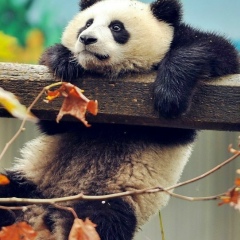 Medy Dolmatova, 30.07.1998