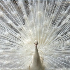 Гульнура Каржау, 02.06