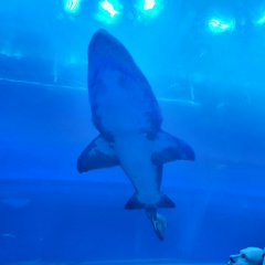 Роман Клоков