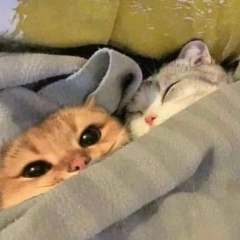 Ярослав Коссман, 07.08, Москва