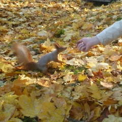 Владимир Маслов, 26.02, Киев